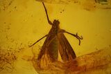 Large, Detailed Fossil Insect in Baltic Amber #139080-1